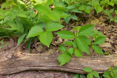 poison ivy growing along the ground